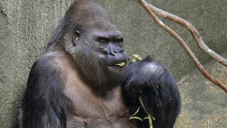 Ramar, a 50-year-old western lowland gorilla, is the oldest animal at Brookfield Zoo. (Courtesy of Chicago Zoological Society)