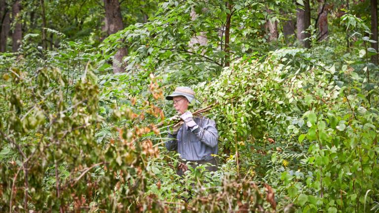 A volunteer helps remove buckthorn. (The Morton Arboretum)