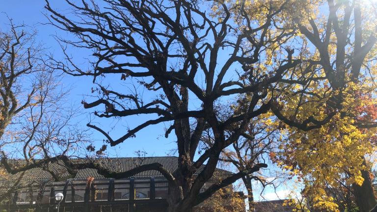 Lincoln Park Zoo's ancient bur oak, seen in fall 2022. (Patty Wetli / WTTW News)