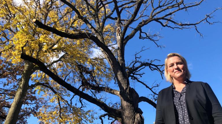 Katrina Quint, director of horticulture at Lincoln Park Zoo, stands in the shadow of the zoo's oldest inhabitant, a bur oak that's 250-300 years old. (Patty Wetli / WTTW News)