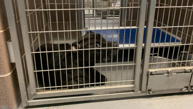A dog in a kennel at Chicago Animal Care and Control on the Lower West Side on Nov. 8, 2023. Euthanasia is up 25% at the city animal shelter as it sees more stray animals come through its doors. (Eunice Alpasan / WTTW News)
