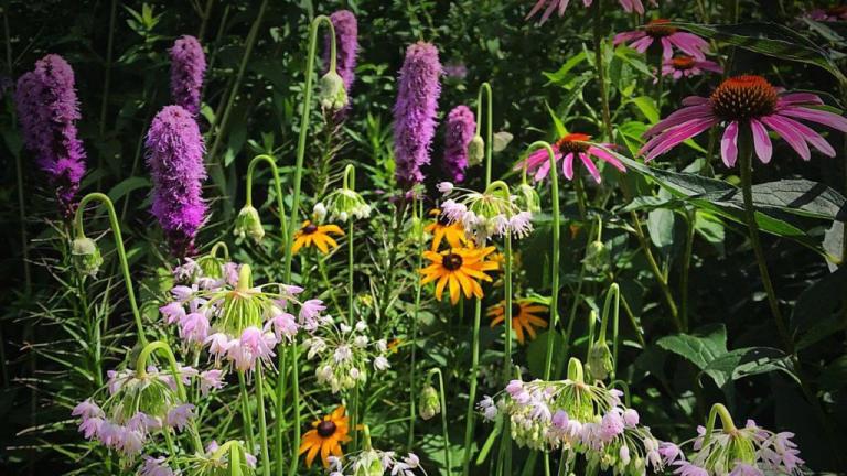 “Pete’s Pollinator Place,” a 2019 garden award winner. (Chicago Excellence in Gardening Awards / Peter Gizyn)