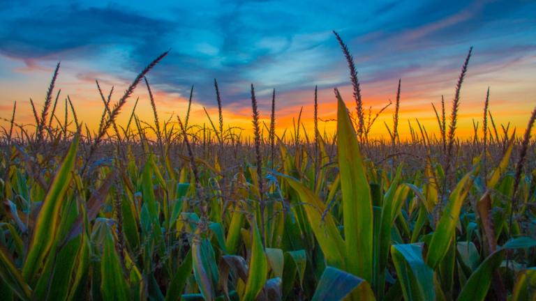 The sun sets over a field of corn in Douglas County. (Jerry Nowicki / Capitol News Illinois)