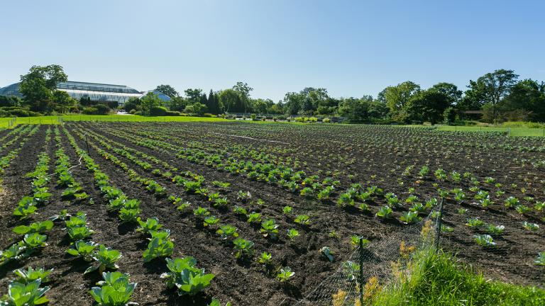 A field of 10,000 cabbages in one of the Garfield Park Conservatory’s outdoor gardens is the centerpiece of a new “living exhibit” as part of the Chicago Architecture Biennial. (Brian Kinyon / Chicago Park District)
