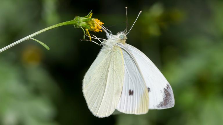 Monarch butterflies might get more attention, but common species like the cabbage white had a rough spring, too. (ABriggs21 / iStock)