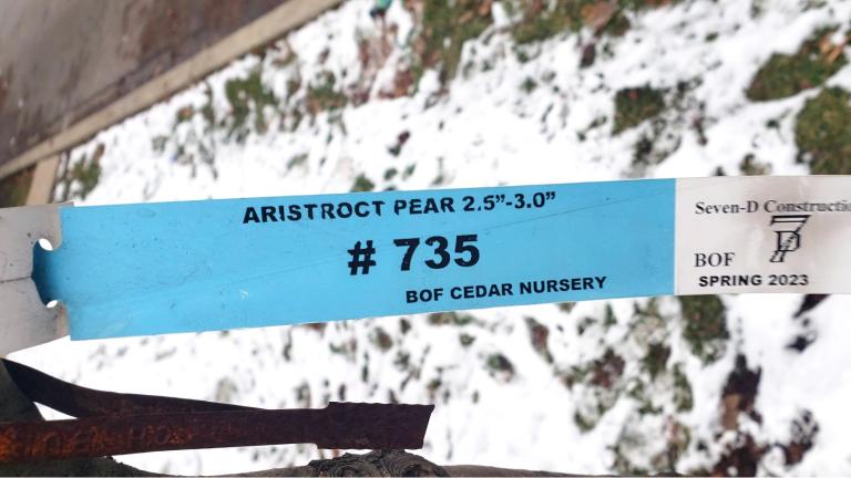 The tag on a Chicago resident’s new parkway tree clearly shows the species as “Aristocrat” pear, one of some two dozen cultivars of the invasive callery pear tree. (Courtesy of Eliza Rohr)
