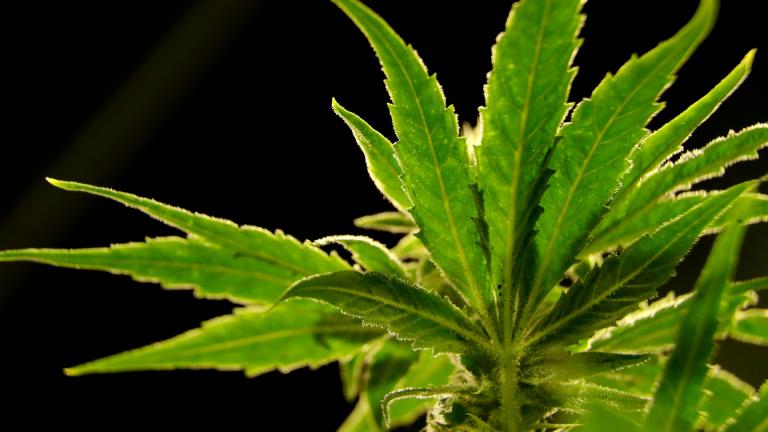  A marijuana plant is seen at a medical marijuana dispensary in Egg Harbor Township, N.J., March 22, 2019. (AP Photo / Julio Cortez, File)