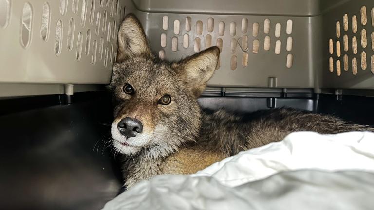 A male coyote caputured Jan. 13, 2025, from inside a Humboldt Park Aldi store. (Armando Tejeda / Chicago Animal Care and Control)