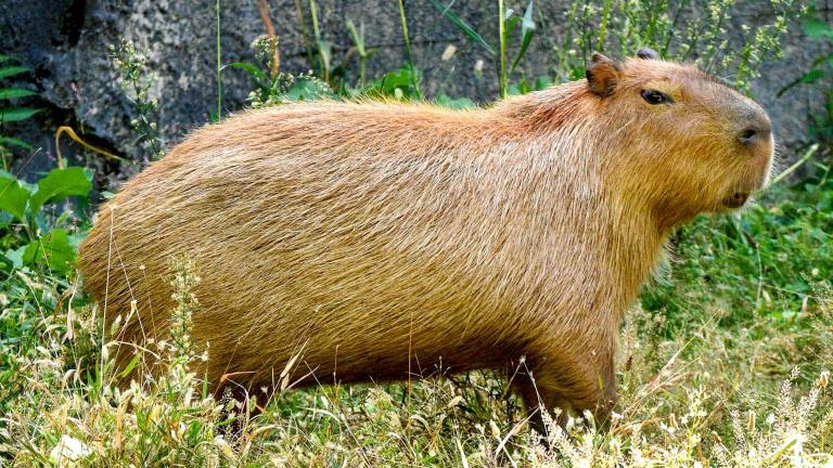 One of the three capybara, just arrived at the Brookfield Zoo. (Jim Schulz / CZS-Brookfield Zoo)
