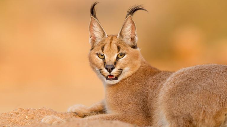 A caracal cat in the wild in South Africa. (StuPorts / iStock)