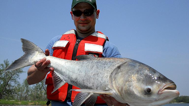 This bighead carp was caught in the Illinois River, the principal tributary of the Mississippi River. There are no North American fish large enough to eat Asian carp, according to the Asian Carp Regional Coordinating Committee. (USGS)