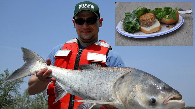 A bighead carp (U.S. Geological Survey / Flickr). Inset: An Asian carp burger at Asian Carp Grill 2015. (Margaret Frisbie)