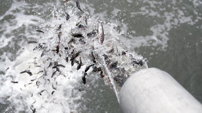 Juvenile channel catfish released into the Chicago River on May 12, 2015. (Friends of the Chicago River)