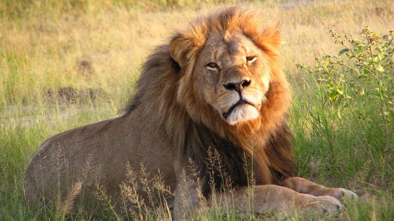 Cecil the lion at Hwange National Park in Zimbabwe.
