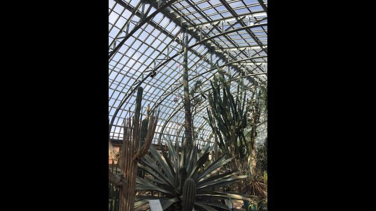 The century plant at Garfield Park Conservatory stands about 17 feet, 6 inches tall on Monday, March 4, 2019.