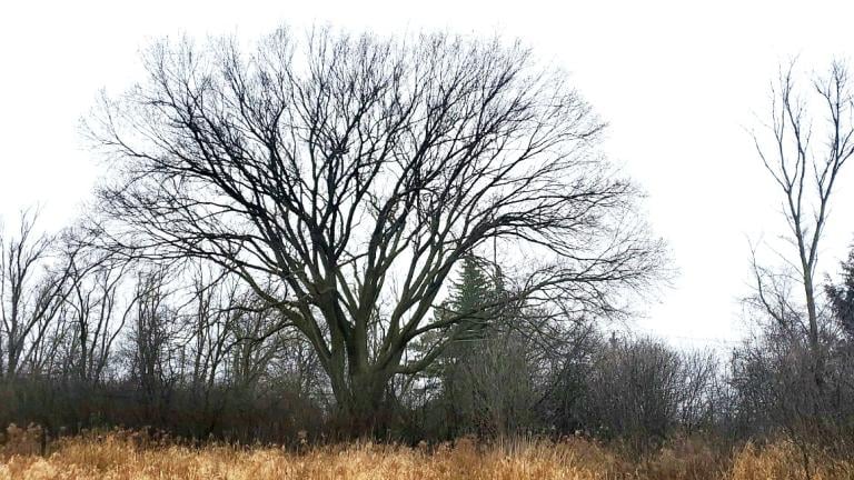 Cook County's 96-foot-tall champion American elm. (Forest Preserve District of Cook County)