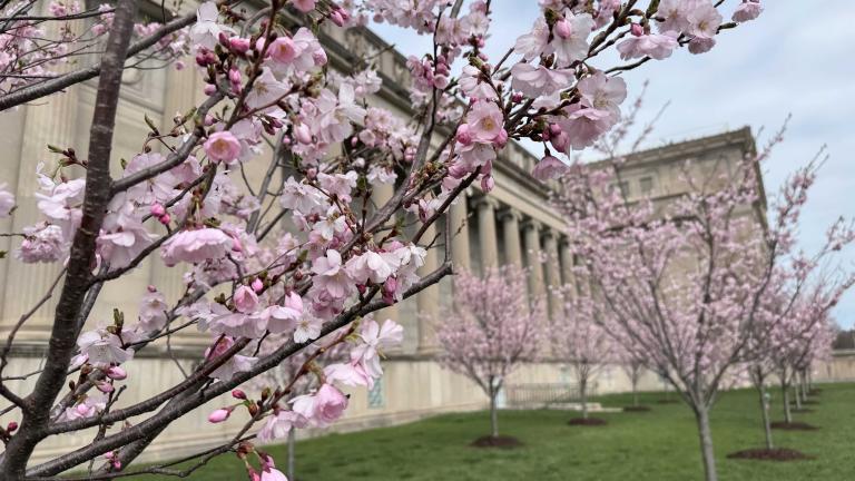 Pink cherry blossoms in bloom at Jackson Park, April 3, 2026. (Patty Wetli / WTTW News)