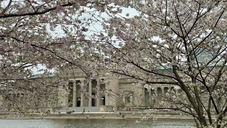 Cherry blossoms in Jackson Park frame the Griffin Museum of Science and Industry, April 18, 2025. (Patty Wetli / WTTW News)