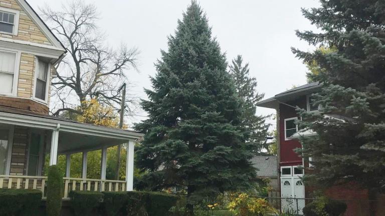 The 45-foot blue spruce will be on display Nov. 20-Jan. 7. (Courtesy City of Chicago)