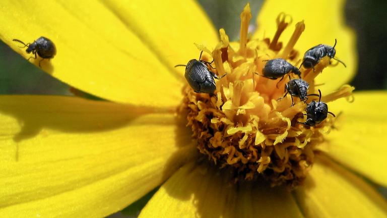 Acanthoscelides calvus (Photo by Laura Rericha)