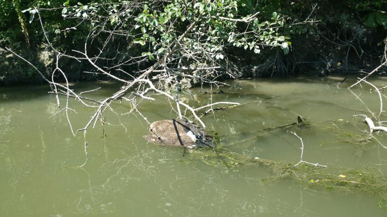 A duck found dead in the Chicago River. (Courtesy of Friends of the Chicago River)