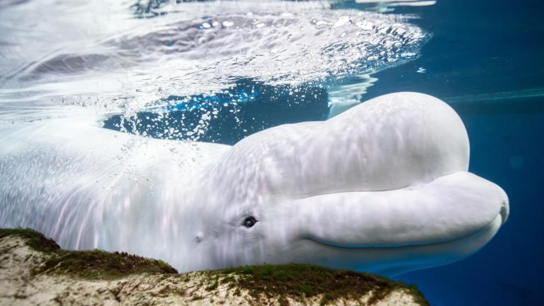 This photo provided by the Shedd Aquarium shows a beluga whale named Beethoven swimming on May 1, 2023, at the aquarium in Chicago. (Heidi Zeiger / Shedd Aquarium via AP)