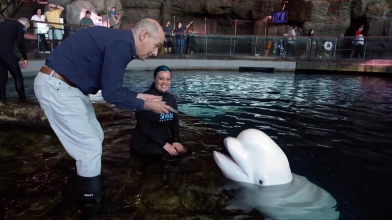 WTTW host Geoffrey Baer helps animal trainers at the Shedd Aquarium serve up food to beluga whales in “Chicago Works,” premiering on Dec. 9, 2025. (WTTW)