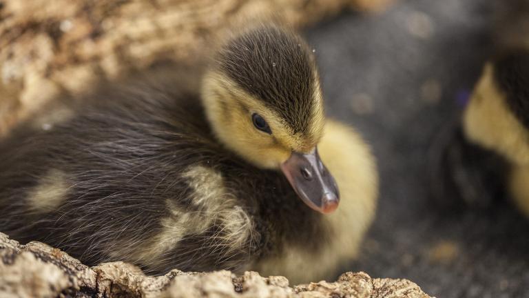 (Chris Bijalba / Lincoln Park Zoo)