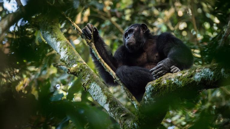 A chimpanzee in the Goualougo Triangle, part of the Nouabale-Ndoki National Park in the Republic of Congo. (Kyle de Nobrega / Wildlife Conservation Society)