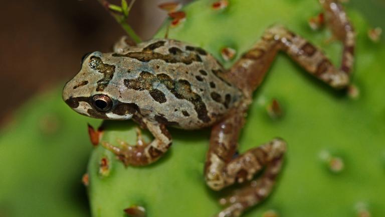 Chorus frog. (Peter Paplanus / Flickr)
