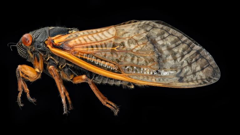 A cicada specimen. (USGS Bee Inventory and Monitoring Lab)