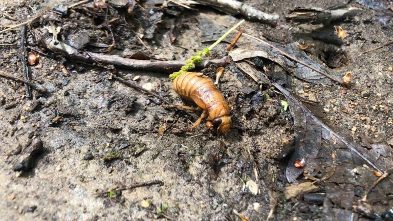 A periodical cicada nymph, flushed from its tunnel is pictured on April 28, 2024, in Cook County’s Palos preserve system. (Patty Wetli / WTTW News)