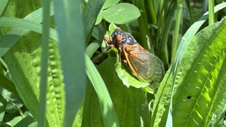 Brood XIII periodical cicada, photographed May 19, 2024, in Illinois. (Patty Wetli / WTTW News)