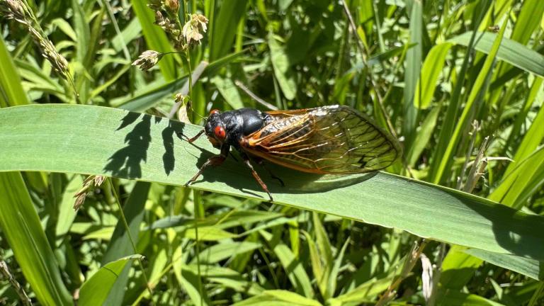 A cicada’s lifespan is short, from alive and thriving to dead and rotting in a matter of weeks. (Patty Wetli / WTTW News)