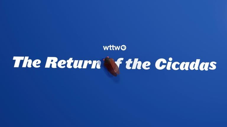 A graphic that says "The Return of the Cicadas." (WTTW News)