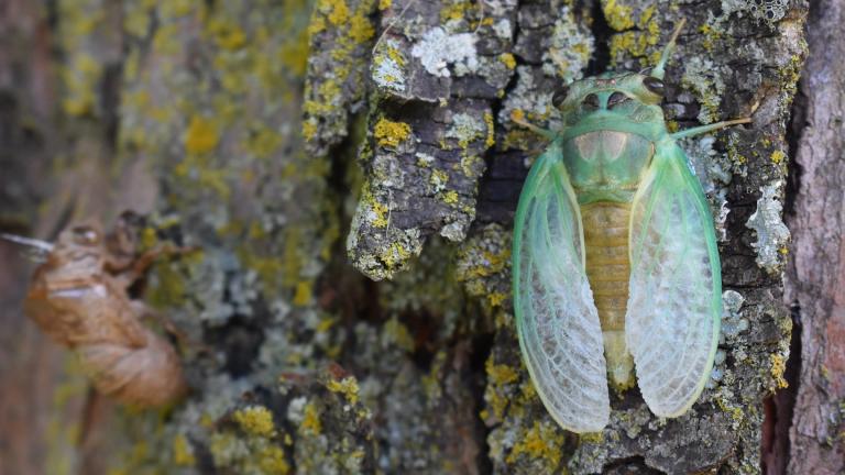 A freshly molted cicada, near an exoskeleton. (U.S. Fish and Wildlife Service Midwest Region / Flickr Creative Commons)