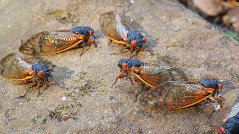 Brood XIX periodical cicadas have showed up in force in Alabama, photographed April 30, 2024. (Alabama Extension / Flickr Creative Commons)