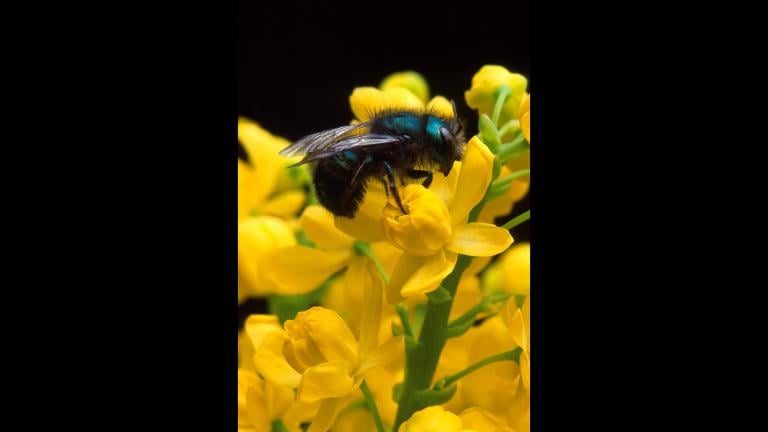 Northwestern's Paul CaraDonna studied the impact of increased temperatures on mason bees. (Jack Dykinga / Northwestern University)