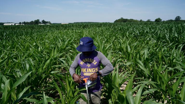 Jude Addo-Chidie, a Ph.D. student in agronomy at Purdue University, places a probe in soil as he takes samples from a corn field July 12, 2023, at the Southeast-Purdue Agricultural Center in Butlerville, Ind. (AP Photo / Joshua A. Bickel, File)