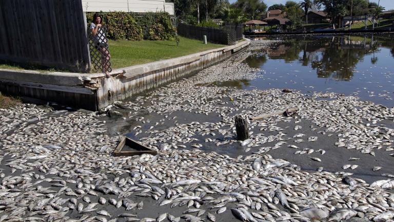 In this Tuesday, Oct. 30, 2012, file photo, Kim Bertini looks over some of the 15,000 dead fish that washed up near her backyard on Lake Madeline in Galveston, Texas. (Jennifer Reynolds / The Galveston County Daily News via AP, File)