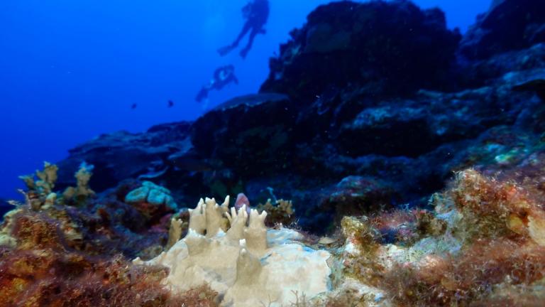 Bleached coral is visible at the Flower Garden Banks National Marine Sanctuary, off the coast of Galveston, Texas, in the Gulf of Mexico, Sept. 16, 2023. (AP Photo / LM Otero, File)