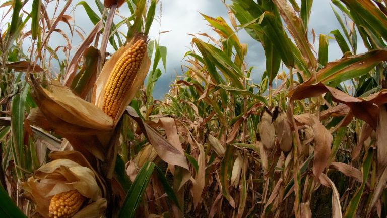 Storm clouds build as corn grows on Tuesday, Aug. 27, 2024, near Platte City, Mo. (AP Photo / Charlie Riedel)