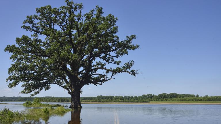 Floodwaters surround a bur oak tree southwest of Columbia, Mo., on Wednesday, June 5, 2019. (Kate Seaman / Missourian via AP, File)
