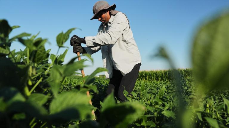 Ashish Rajurkar, a research scientist at the Salk Institute, digs out root samples from genetically-engineered soybeans Tuesday, Sept. 1, 2026, at a research field in Urbana, Ill. (AP Photo / Joshua A. Bickel)
