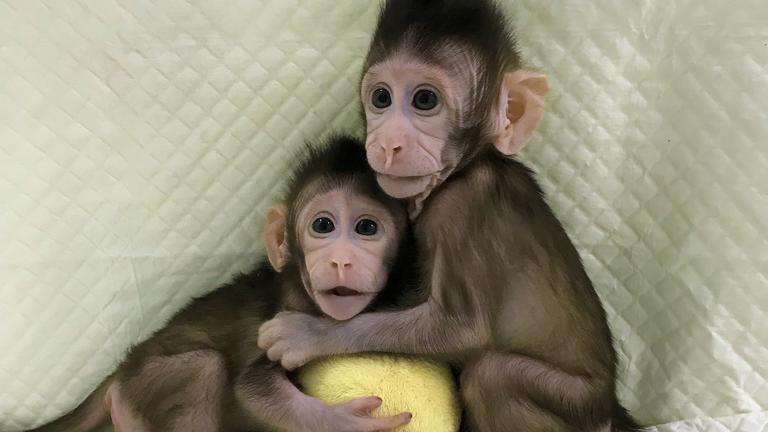 (Courtesy Courtesy Qiang Sun and Mu-ming Poo, Chinese Academy of Sciences)
