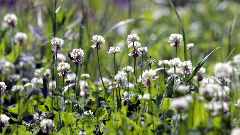 White clover lawns are a buffet for pollinators, especially bees. (zoosnow / Pixabay)