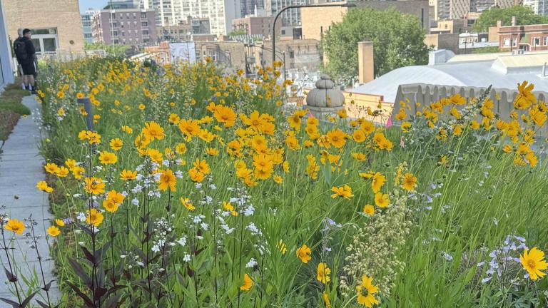 The Center on Halsted's rooftop pollinator garden, June 12, 2025. (Patty Wetli / WTTW News)