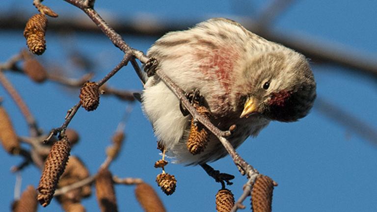 A common redpoll examines seeds from a birch tree at the Chicago Botanic Garden (Carol Freeman/Chicago Botanic Garden)