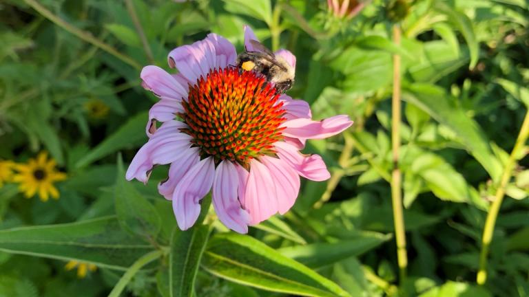 Nine species of echinacea are native to the U.S. (Patty Wetli / WTTW News)   