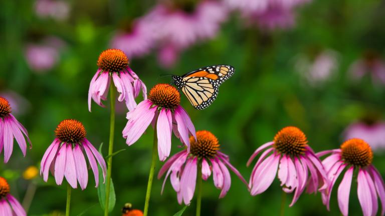 Native plants up to 36 inches tall will be allowed in parkway gardens if an amendment to Chicago’s native garden ordinance is passed. (Jeffengeloutdoors.com / iStock)